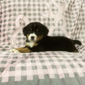 Bernese Mountain Dog Puppy Donald