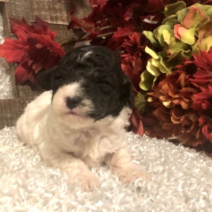 Poodle Puppy Jacob