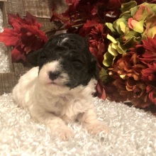 Poodle Puppy Jacob