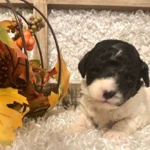 Poodle Puppy Jacob