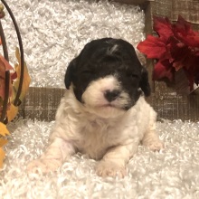 Poodle Puppy Jacob