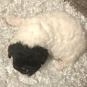 Poodle Puppy Jacob