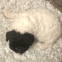 Poodle Puppy Jacob
