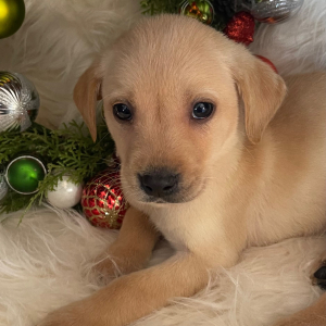 Labrador Retriever Puppy Axel