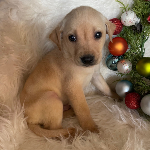 Labrador Retriever Puppy Axel