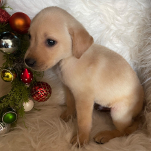 Labrador Retriever Puppy Axel