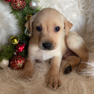Labrador Retriever Puppy Axel