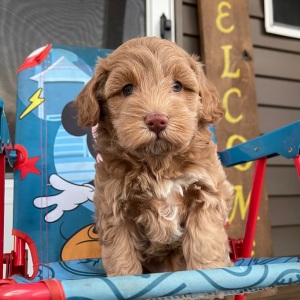 Cockapoo Puppy Ida