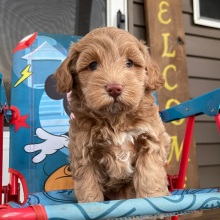Cockapoo Puppy Ida