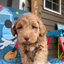 Cockapoo Puppy Ida