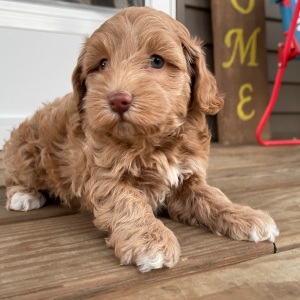Cockapoo Puppy Ida