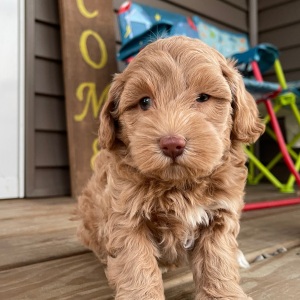 Cockapoo Puppy Ida
