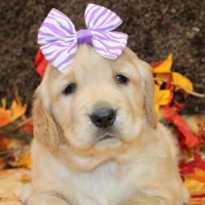 Golden Retriever Puppy Scarlett