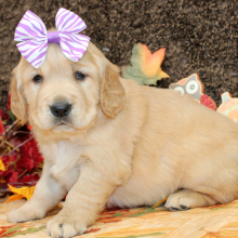 Golden Retriever Puppy Scarlett