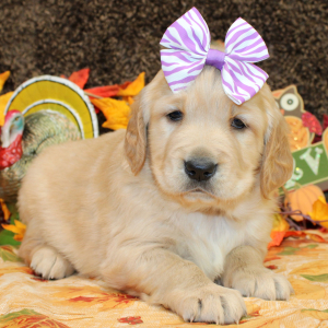 Golden Retriever Puppy Scarlett