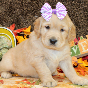 Golden Retriever Puppy Scarlett