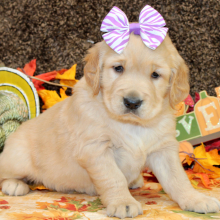 Golden Retriever Puppy Scarlett