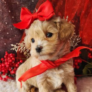 Maltipoo Puppy Stella