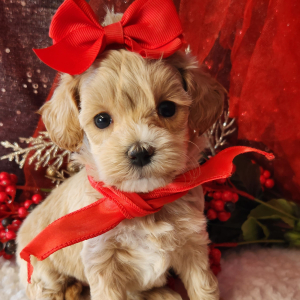 Maltipoo Puppy Stella