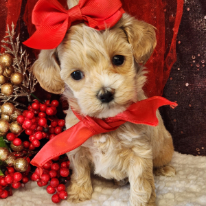 Maltipoo Puppy Stella