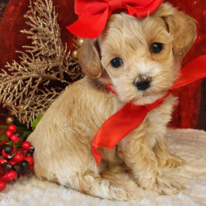 Maltipoo Puppy Stella