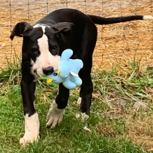 Great Dane Puppy Kaden