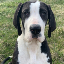 Great Dane Puppy Kaden