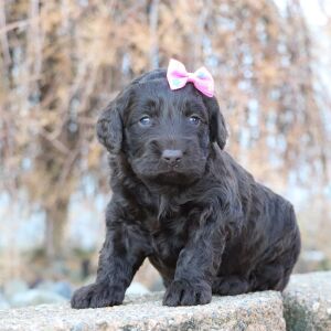 Cockapoo Puppy Olivia