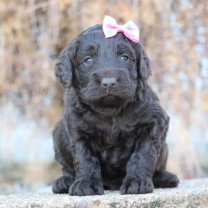 Cockapoo Puppy Olivia