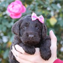 Cockapoo Puppy Olivia