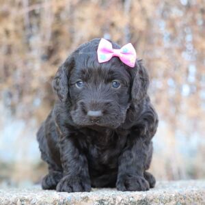 Cockapoo Puppy Olivia