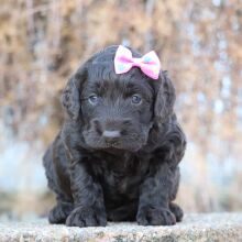 Cockapoo Puppy Olivia