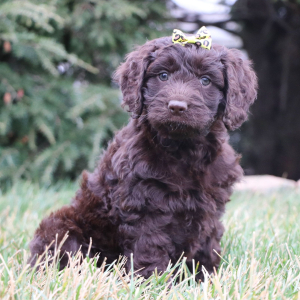 Cockapoo Puppy Olivia