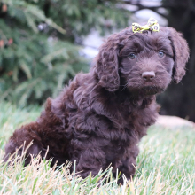 Cockapoo Puppy Olivia