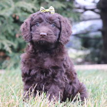 Cockapoo Puppy Olivia