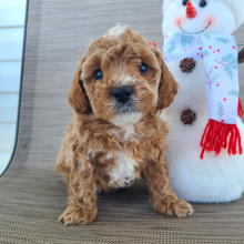 Poodle Puppy Michael