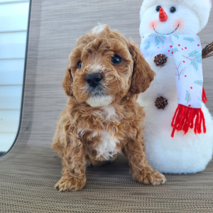 Poodle Puppy Michael