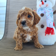 Poodle Puppy Michael