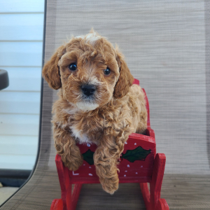 Poodle Puppy Michael