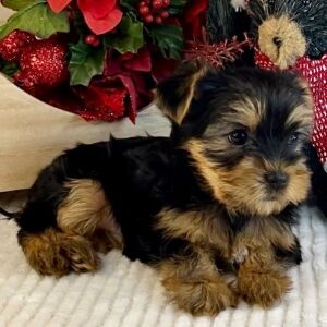 Yorkshire Terrier Puppy Abby
