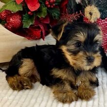 Yorkshire Terrier Puppy Abby