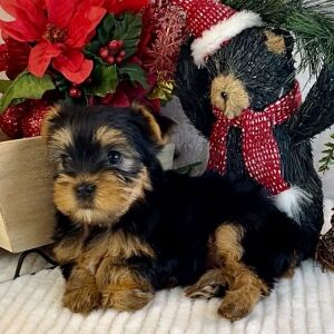 Yorkshire Terrier Puppy Abby