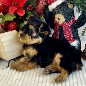 Yorkshire Terrier Puppy Abby