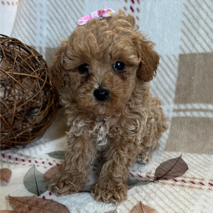 Poodle Puppy Ember