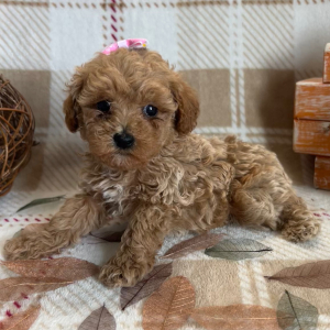 Poodle Puppy Ember