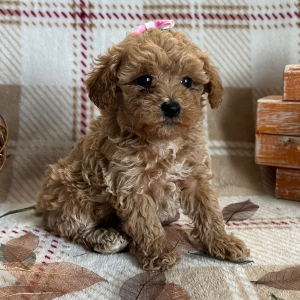 Poodle Puppy Ember