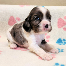 Cockalier Puppy Clove
