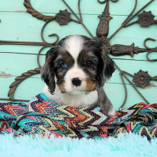 Cockalier Puppy Clove