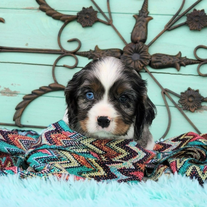 Cockalier Puppy Clove