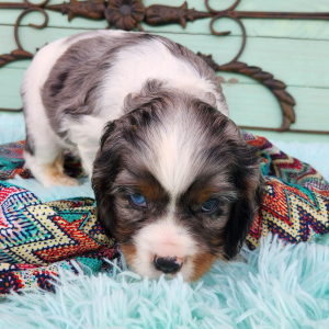 Cockalier Puppy Clove